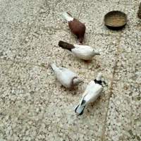 کبوتر رنگی و دورگ شرط دوری