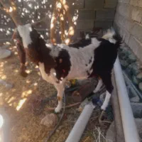 بز شیری دوقلوزا