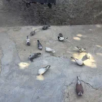 کبوتر تهرانی و رنگی