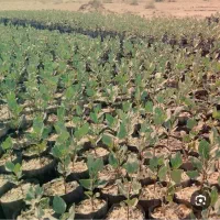 نهال پسته با بهترین پایع