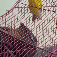 طوطی کوتوله گم شده در لنجان ورنامخواست شریعتی