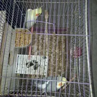 ۲ تا عروس بالغ|پرنده|اردبیل, |دیوار