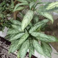 گل خونگی|گل و گیاه طبیعی|اسدآباد, |دیوار