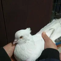 فروش چند عدد کبوتر آث و درجه یک