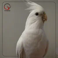 گمشده / عروس هلندی