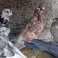 کفترپرشی|پرنده|حمیدیا, |دیوار