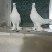 طوقی|پرنده|اردبیل, |دیوار