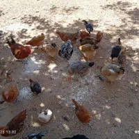 مرغ و خروس بومی مرغ های کاملا بومی و تخم گذار|حیوانات مزرعه|لردگان, |دیوار
