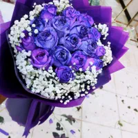 پخش رز هلندی سوپر مستقیم از گلخانه به بازار|گل و گیاه طبیعی|شیراز, سینما سعدی|دیوار