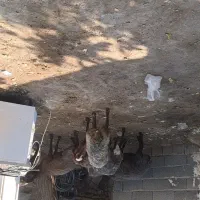 میش