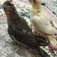 فروش جوجه عروس هلندی