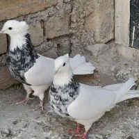 طوقی امیدلکستان