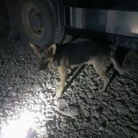 سگ ژرمن|سگ|سمیرم, |دیوار