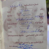 سگ اشپیتز|سگ|مرودشت, ثبت احوال|دیوار