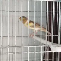 قناری ماده اماده