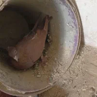 کبوتر راعبی پاپر|پرنده|خمینیشهر, |دیوار