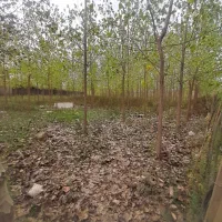 فروش-3200-متری-در-حومه-رشت-پیربازار-کفترود