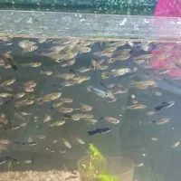 گوپی کیلویی،پک45عددی طلایی،نخل مرداب وحلزونی