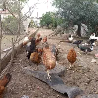 مرغ چهار ماهه