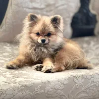 توله پامر خرسی