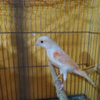 قناری نر وماده