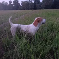 سگ گله گوسفند بسیار هوشیار