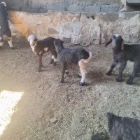 میش بره دار (سپیدان)