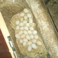 تخم مرغ گلین|حیوانات مزرعه|دالاهو, |دیوار