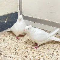 کبوتر اراکی اصیل