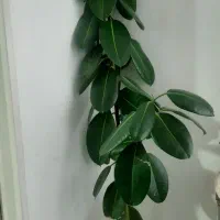 سلام گل طبیعی