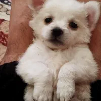 سگ پامر۲مانه