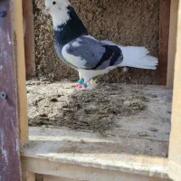 ۱۵ عدد کفتر درجه یک