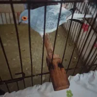 پرنده زینتی همراه تخم