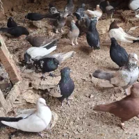 پرنده|پرنده|شیراز, میرزاکوچک خان|دیوار