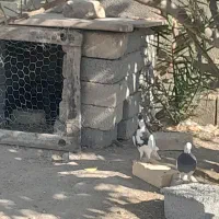 کبوتر|پرنده|اهرم, |دیوار