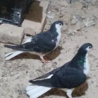 کفتر طوقی|پرنده|کاشمر, |دیوار