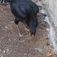 سلام دو عدد خروس ۷ ماهه|حیوانات مزرعه|اشنویه, |دیوار