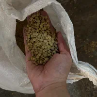 عدس روس درجه یک