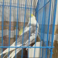 عروس هلندی نر|پرنده|هشتگرد, مدرس|دیوار