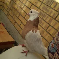 کفترطوقی نر