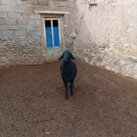 قوچ قره قزل|حیوانات مزرعه|زنجانرود, |دیوار