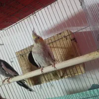 عروس هلندی رو تخم نر کینگ|پرنده|بندرعباس, |دیوار