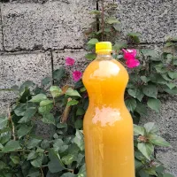 ابغوره محلی