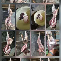 گوسفند شیشک بره ماده و بزغاله 249|حیوانات مزرعه|اراک, |دیوار