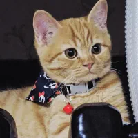 بریتیش جینجر تبی،،پسر مهربون و با ادب