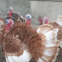 فروش بوقلمون طبیعی