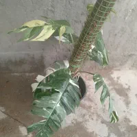 پیناتوم|گل و گیاه طبیعی|کاشمر, |دیوار