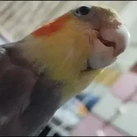 گمشده|حیوانات|بندر ماهشهر, |دیوار