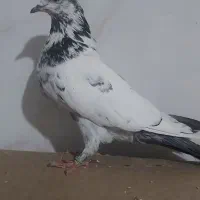 ماده کل دم سبز مست