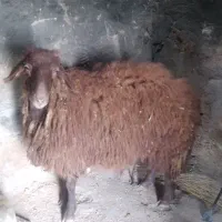 فروش بره نر درجه یک